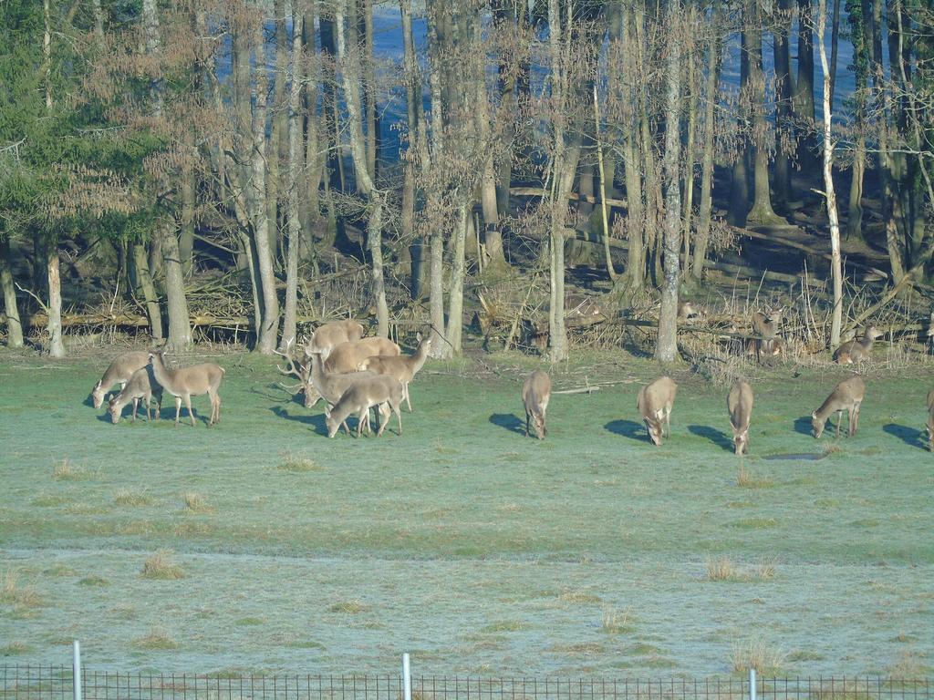 Gite Des Biches Birkenwald Exterior foto