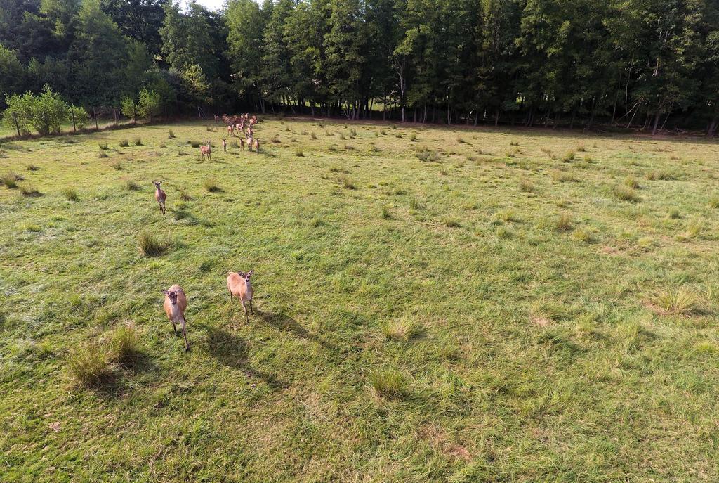 Gite Des Biches Birkenwald Exterior foto